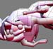 Motos_rippers4